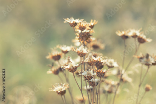 Dry autumn flowers on a beautiful background in the field. Selective soft focus