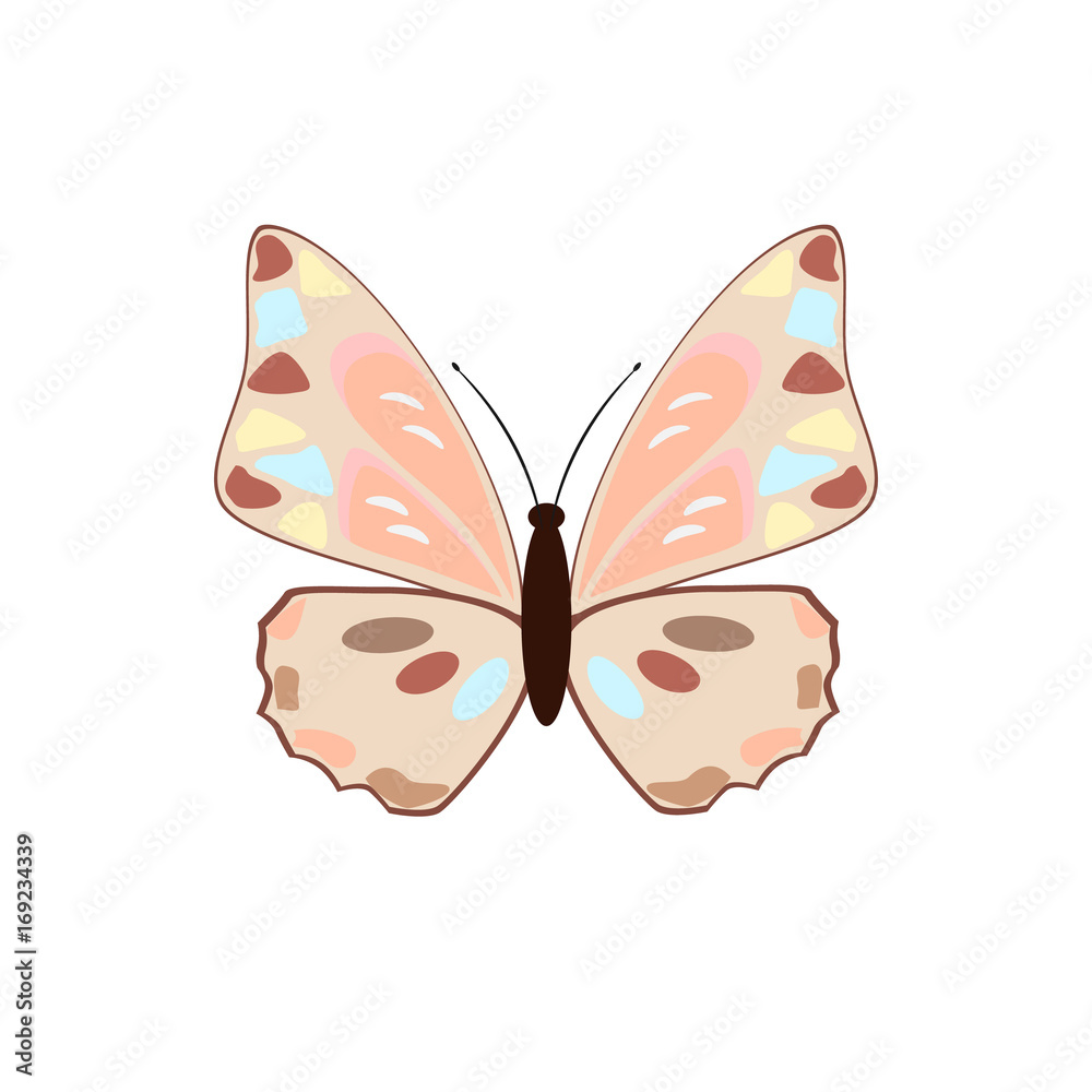 butterfly on a white background butterfly on a white background