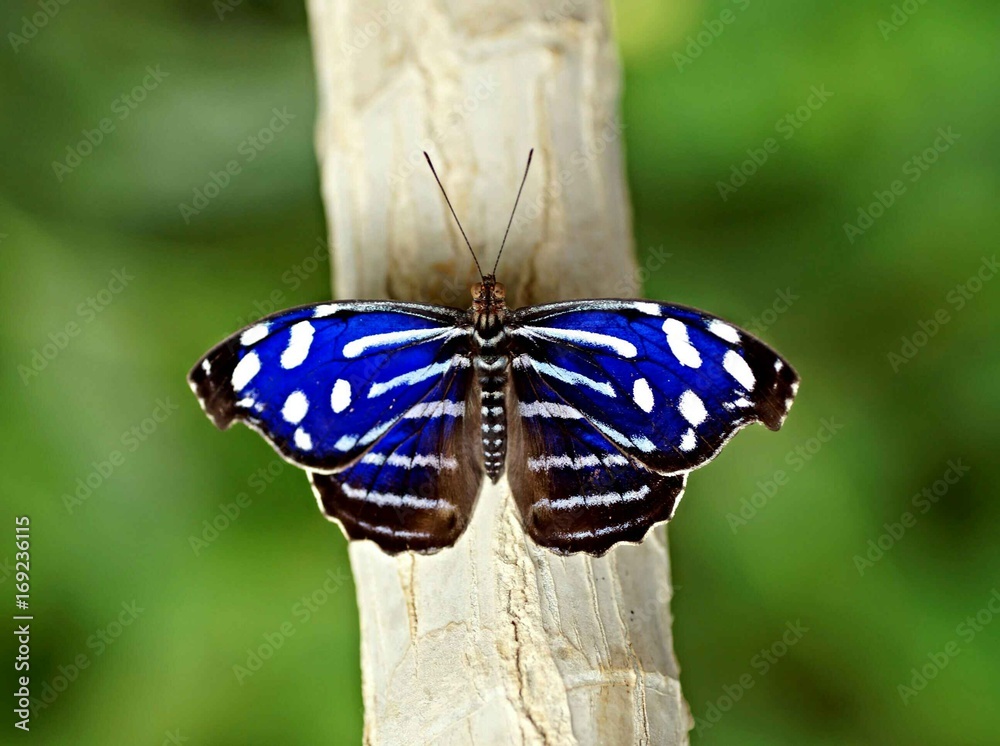 Obraz premium Weißer Blauschiller (myscelia cyaniris)
