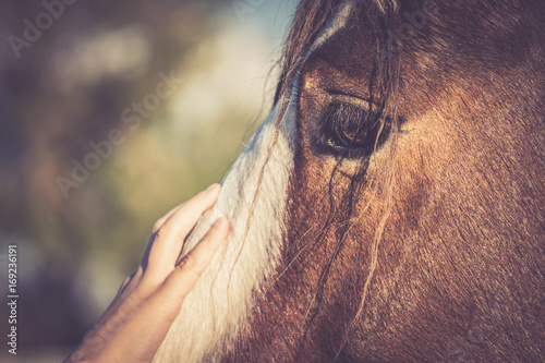 Close Up Of Childs Hand Touching Face of Horse Selective Focus photo