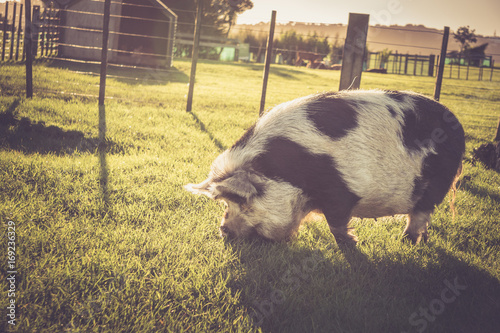 Large Black and White Kunekune Pig in Paddock Eating Grass photo