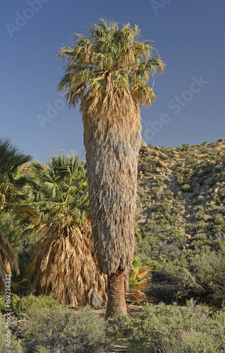 California Fan Palm in a Desert Oasis