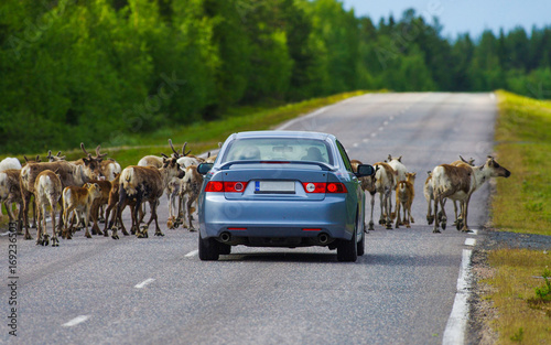 Fotografie Reindeer herd is stopping the car in Lapland, Finland