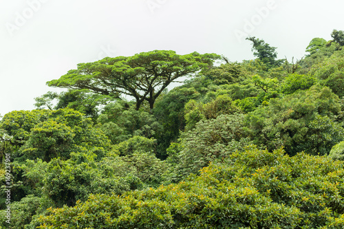 Lush rainforest canopy Monteverde Costa Rica © Juhku