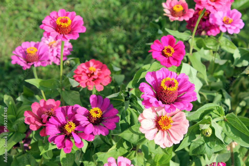 Flowerbed with Pink elegant zinnia flowers Flowerbed with Pink elegant zinnia flowers