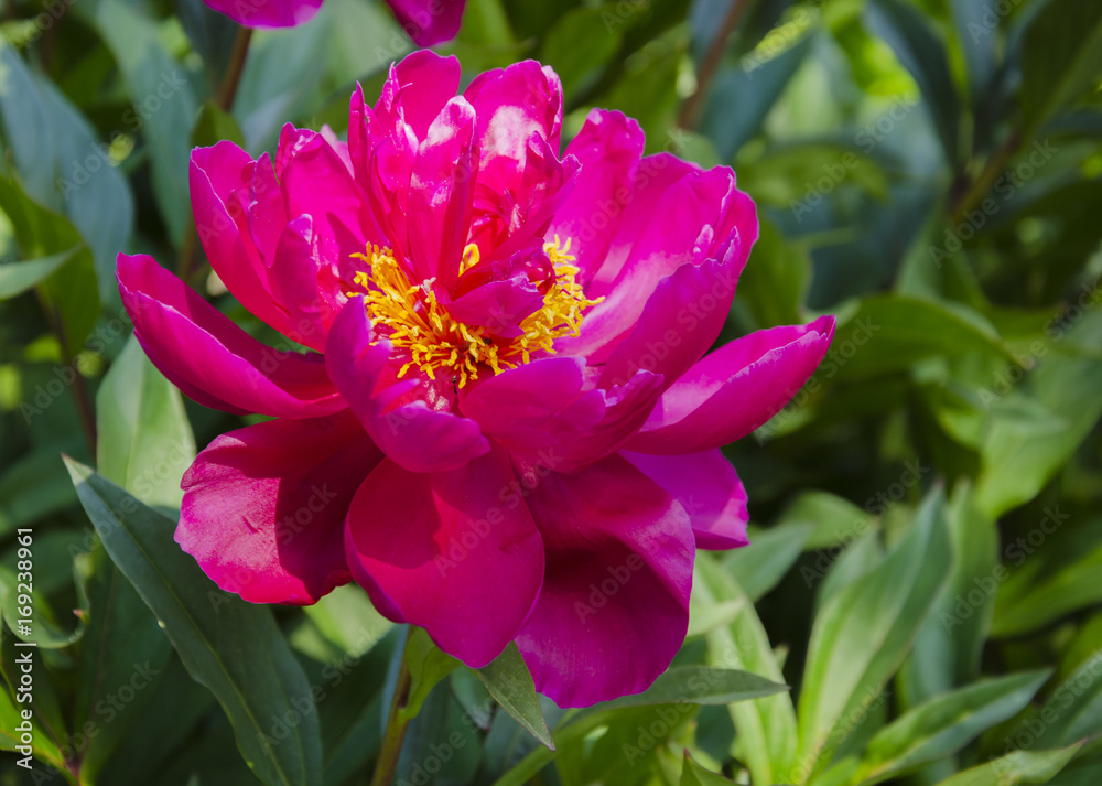 Obraz premium Bright peony flower