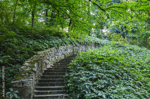 Forest staircase leading upwards