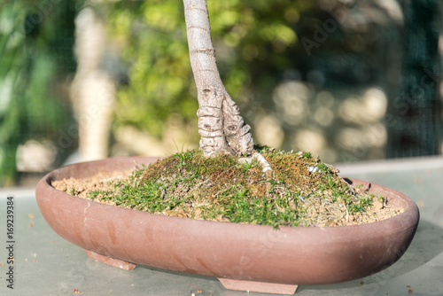 Bonsai photo