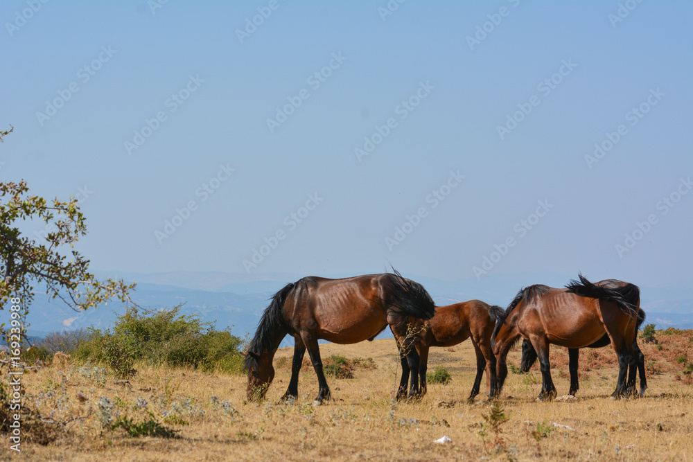 Horses in the wild grazing in the south of italy Horses in the wild grazing in the south of italy
