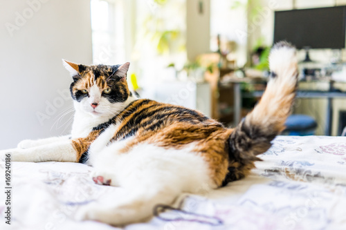 Angry calico cat lying on edge of bed wagging tail