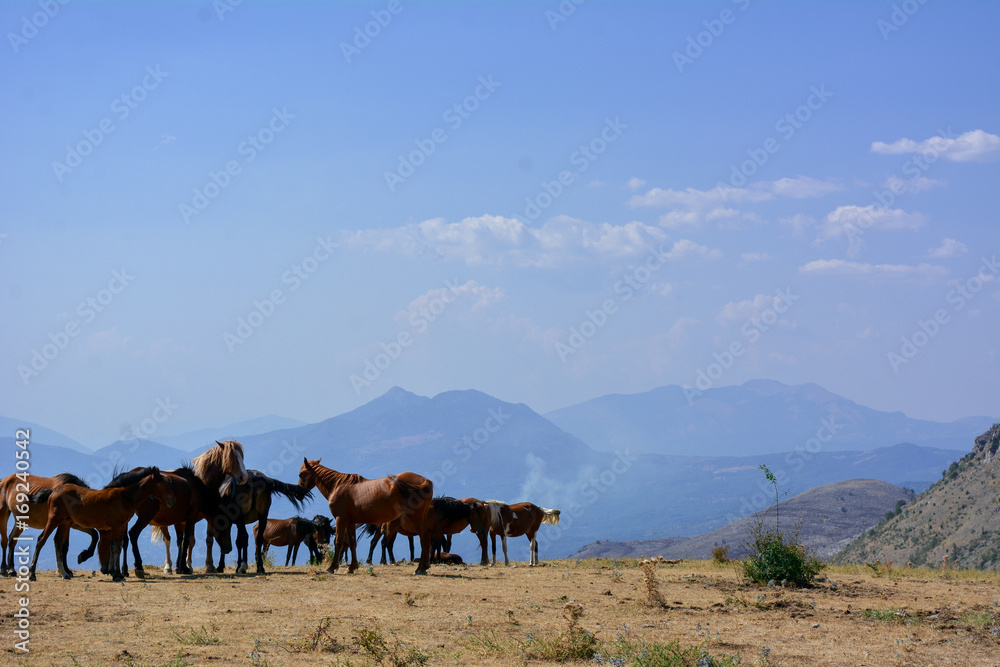 Naklejka premium Horses in the wild grazing