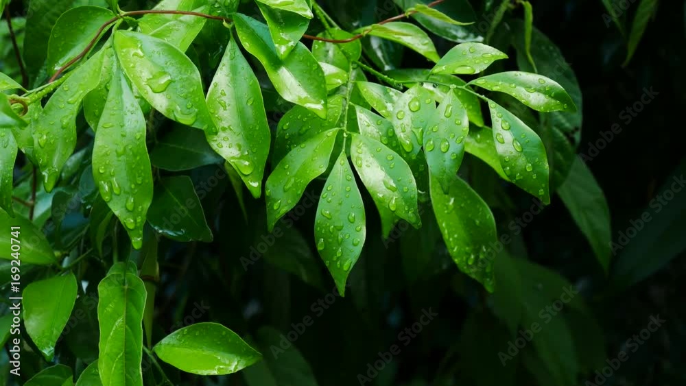 Close up water drop on green leaf Close up water drop on green leaf