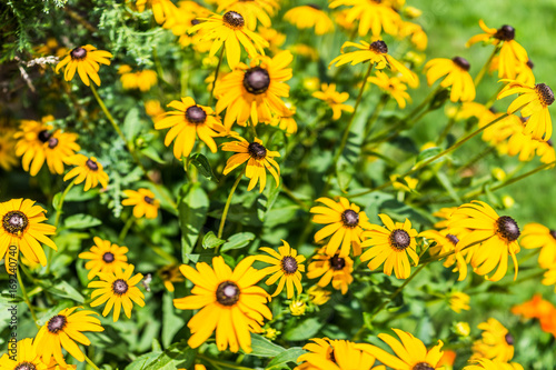 Closeup pattern of many yellow black eyed susan daisy flowers with black center heads