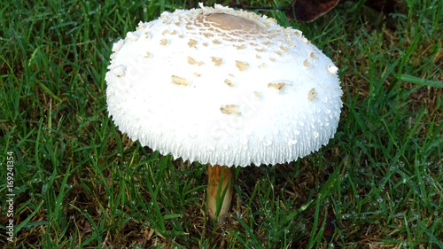 White Toxic Mushroom. Amanita Verna