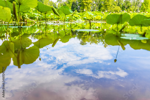 Closeup of pond surface from ground level with reflection of cloudy sky in summer in Kenilworth Park and Aquatic Gardens during Lotus and Water Lily Festival photo