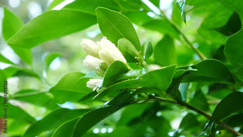Close up on Orange Jessamine flowers in nature Close up on Orange Jessamine flowers in nature