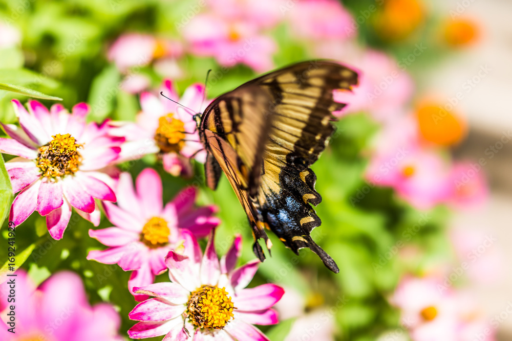 Obraz premium One eastern tiger swallowtail yellow butterfly on purple pink zinnia flowers in summer garden macro closeup with blue spots