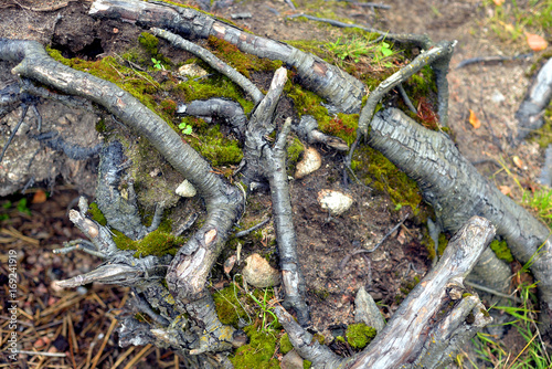 Roots of the tree in forest.