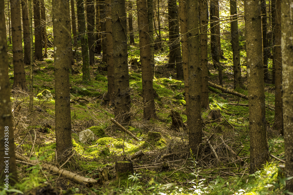 Obraz premium Forest Background