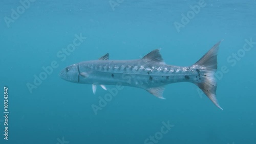 Wallpaper Mural A full shot of a long fish underwater. Torontodigital.ca