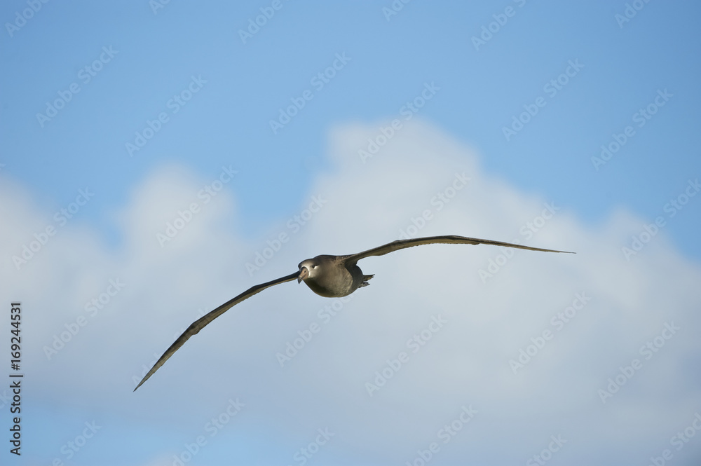 Black-footed Albatross (Phoebastria nigripes), in flight, Midway Atoll, Northwestern Hawaiian Islands Black-footed Albatross (Phoebastria nigripes), in flight, Midway Atoll, Northwestern Hawaiian Islands