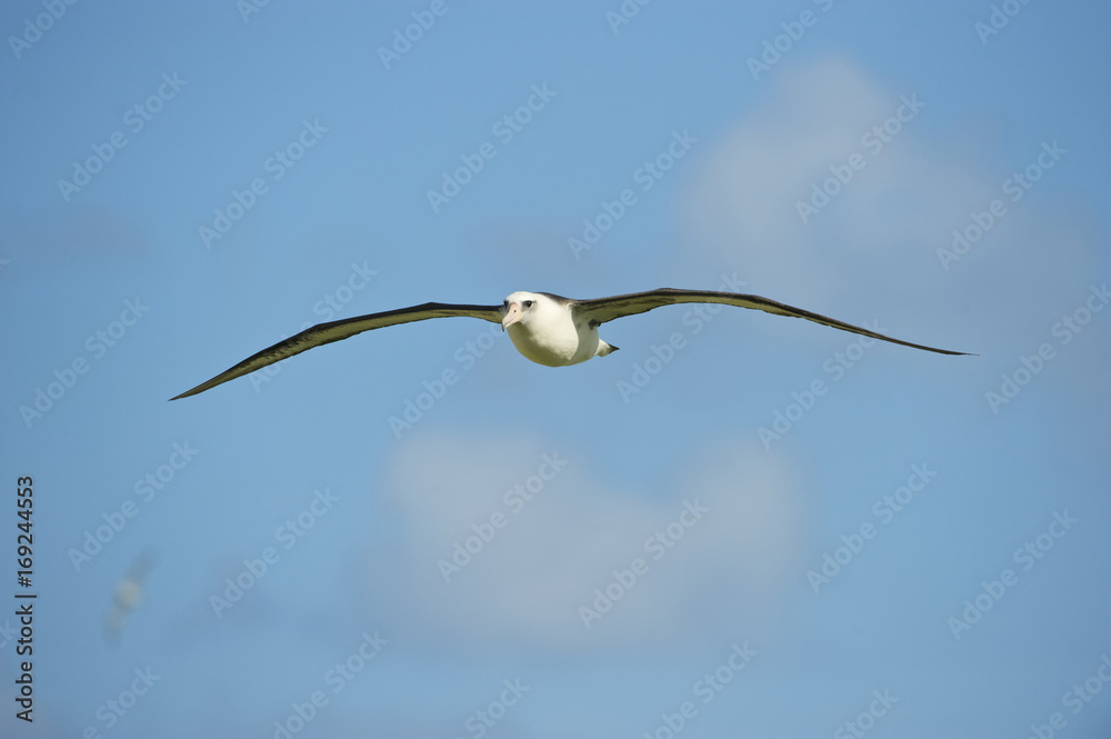 Laysan Albatross (Phoebastria immutabilis), in flight, Midway Atoll, Northwestern Hawaiian Islands