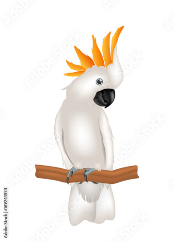 Mollucan Cockatoo Parrot On Branch, Exotic Bird with Crest Isolated