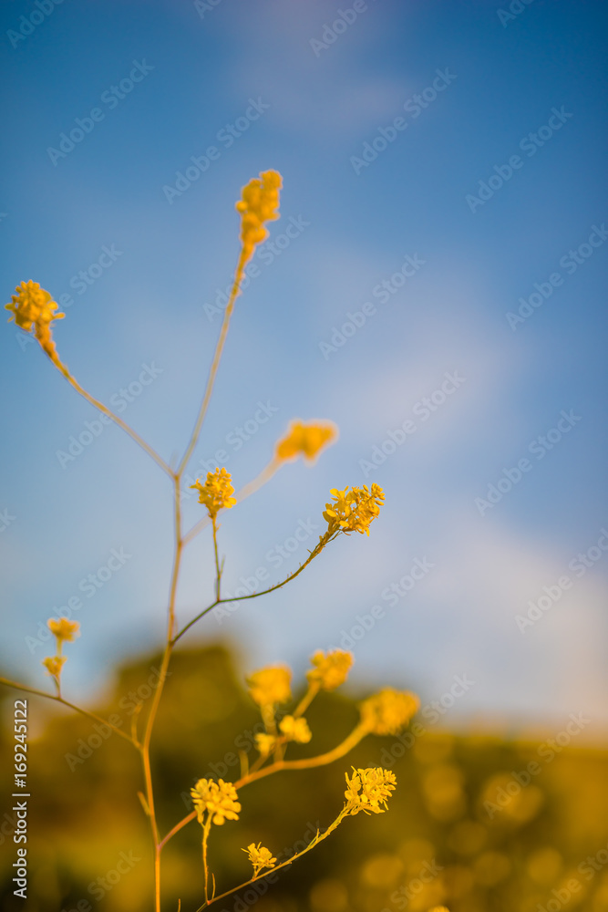 Obraz premium Lush trees