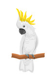 White Cockatoo Parrot On Branch, Exotic Bird with Crest Isolated