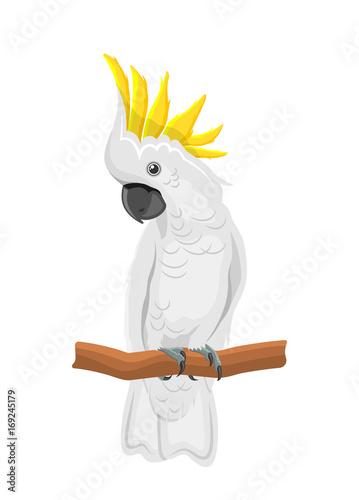 White Cockatoo Parrot On Branch, Exotic Bird with Crest Isolated