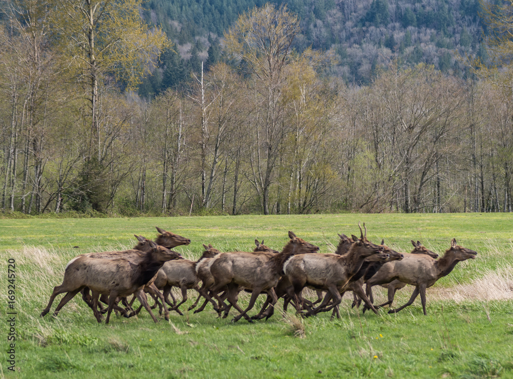 Herd of Elks