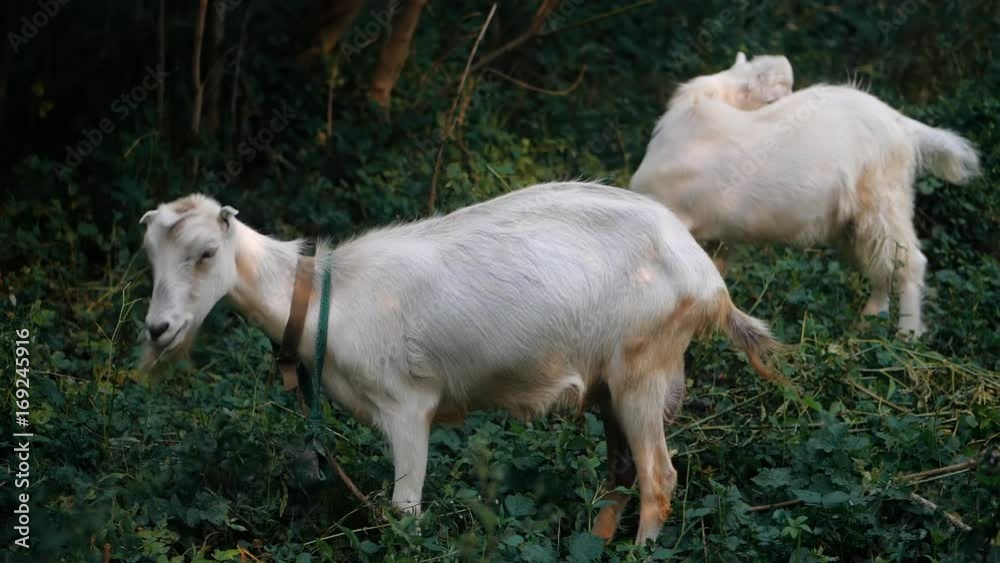 Curious happy white goats grazing in the park. Portrait of a funny goats. Farm Animals. The goats is looking at the camera. Pets symbol of the year in the Chinese calendar cyclical. Slow motion. Curious happy white goats grazing in the park. Portrait of a funny goats. Farm Animals. The goats is looking at the camera. Pets symbol of the year in the Chinese calendar cyclical. Slow motion.