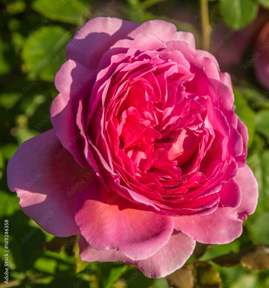 Roses in all shape and colors Roses in all shape and colors
