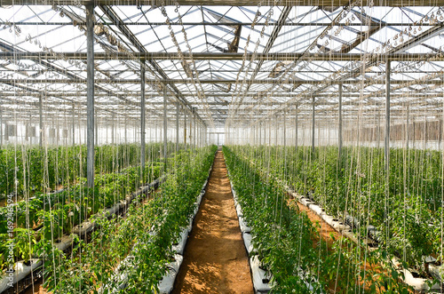 Obraz na płótnie Indoor farming w salonie