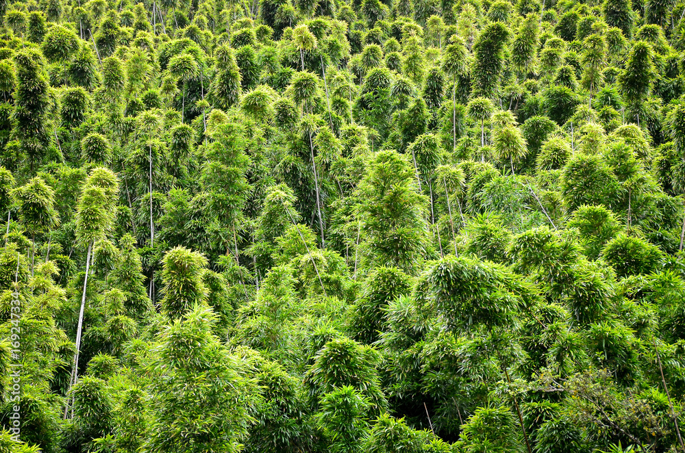Bamboo Forest Bamboo Forest