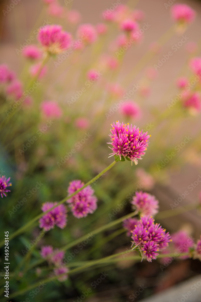 Gomphrena globosa or Fireworks flower. Violet flower in the hard sunlight. Gomphrena globosa or Fireworks flower. Violet flower in the hard sunlight.