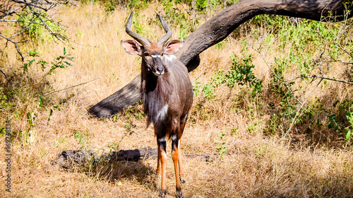 Antelope looking