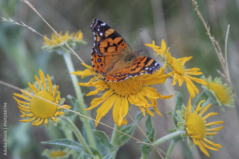 Obraz premium Butterfly Flowers