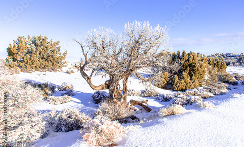 Tree and snow