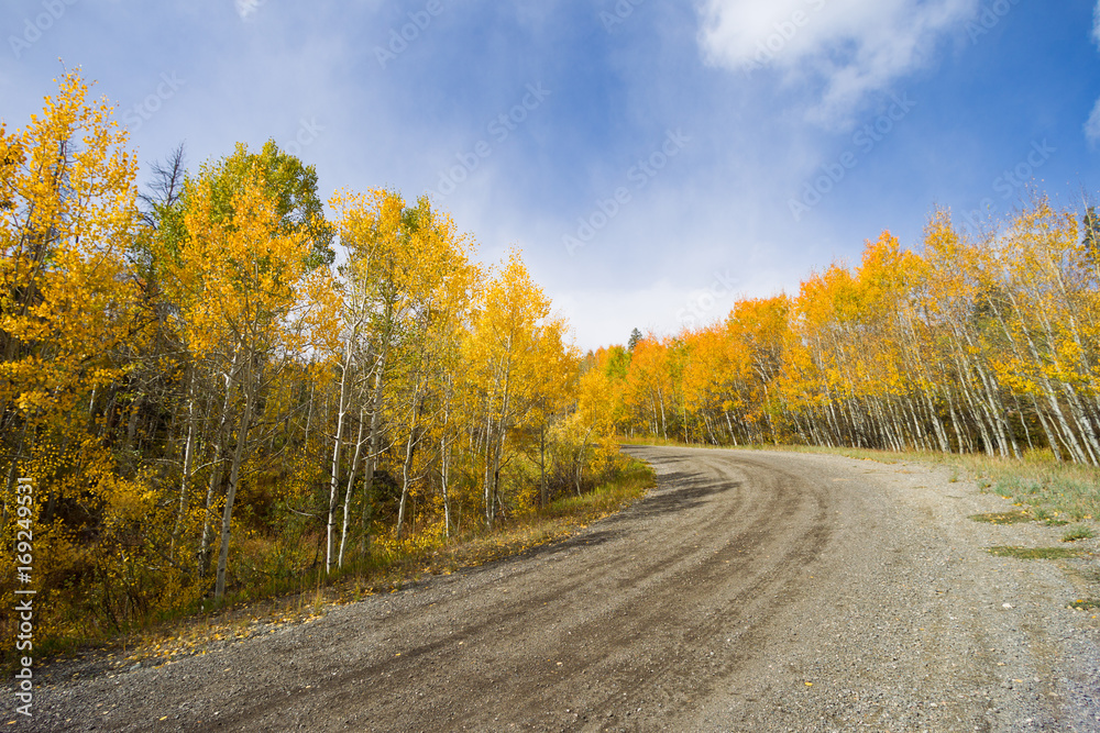 Naklejka premium Orange, yellow, green, and brown trees during fall in Colorado