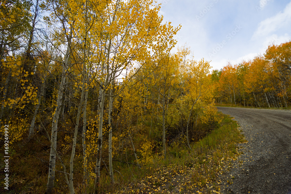 Fototapeta premium Orange, yellow, green, and brown trees during fall in Colorado