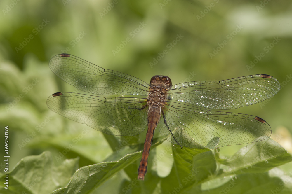 Dragonfly Dragonfly