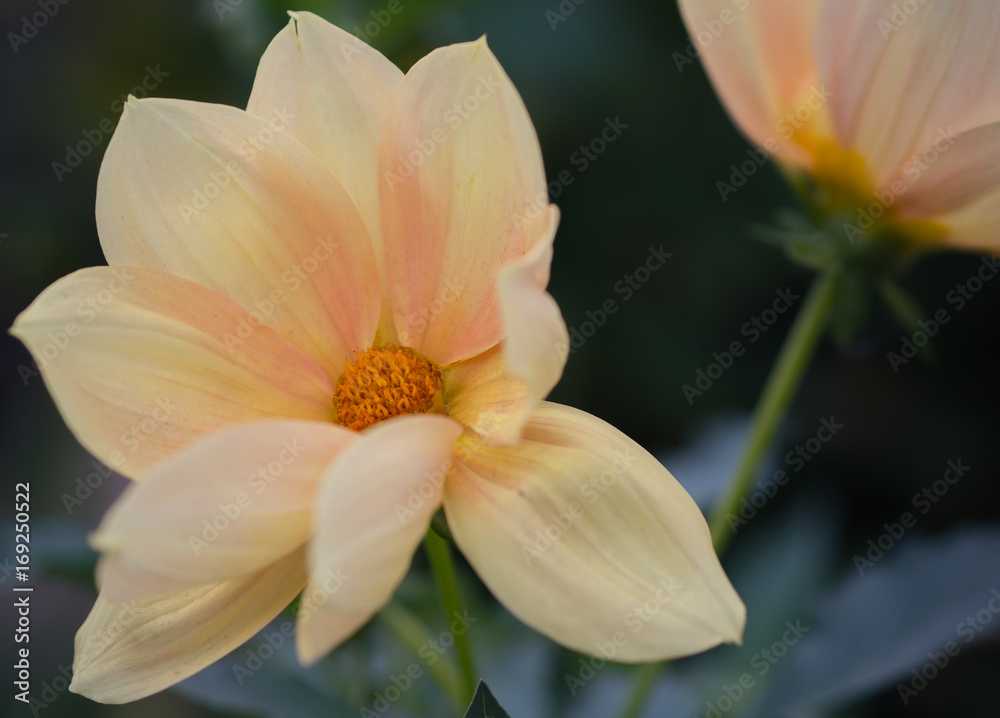 Flowers close-up with soft focus Flowers close-up with soft focus