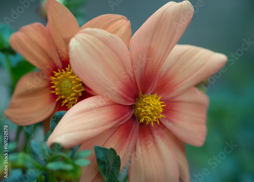 Fototapeta Naklejka Na Ścianę i Meble -  Flowers close-up with soft focus