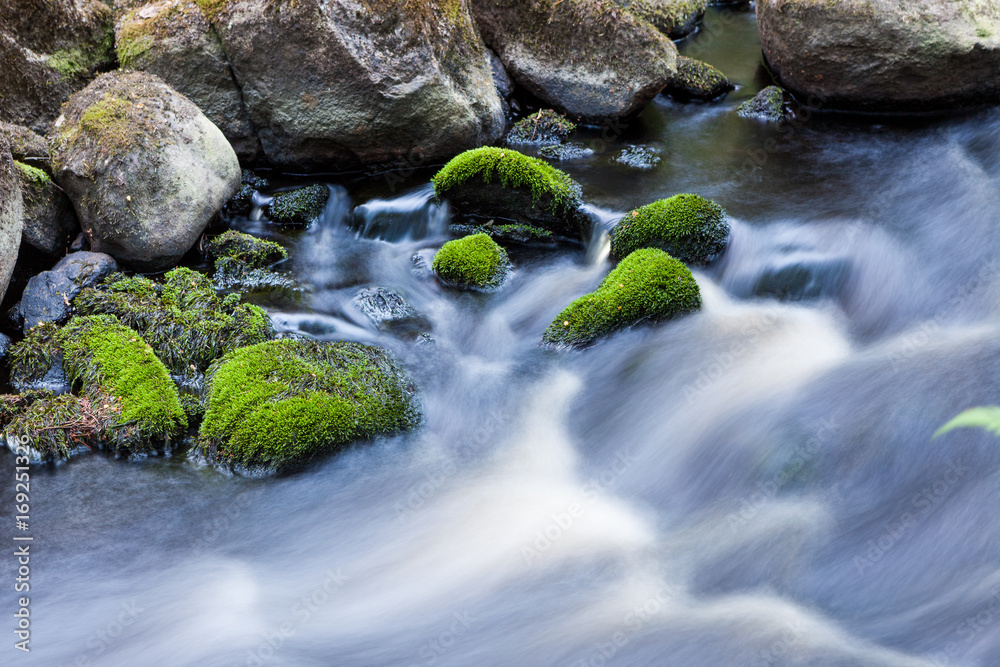 Fototapeta premium Small stream in mixed forest