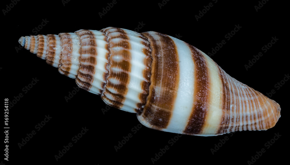 Obraz premium Sea shell on a black background.