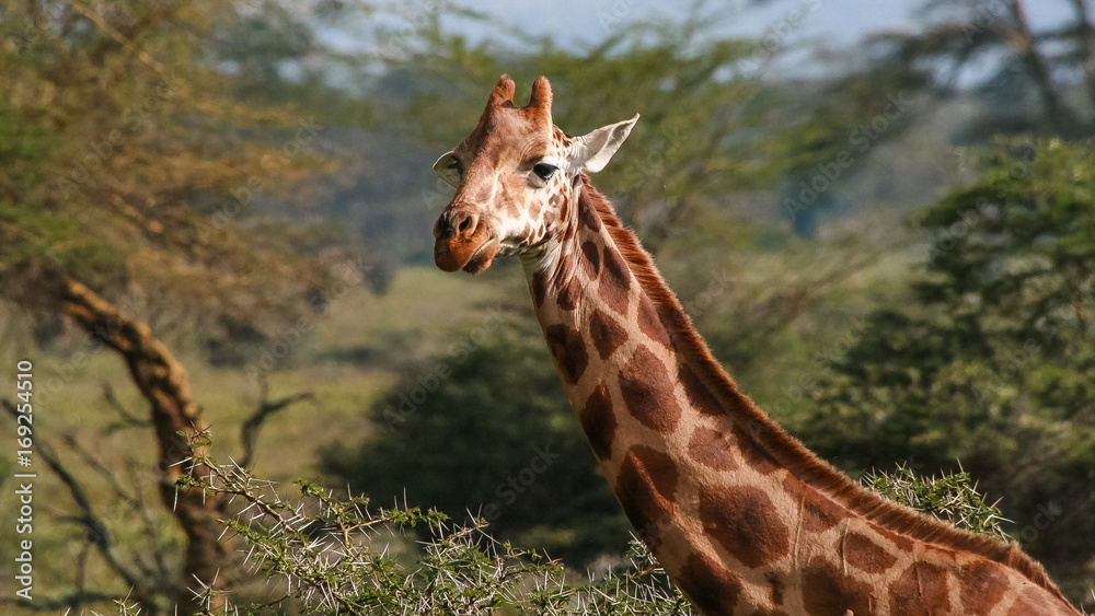 Obraz premium Giraffe