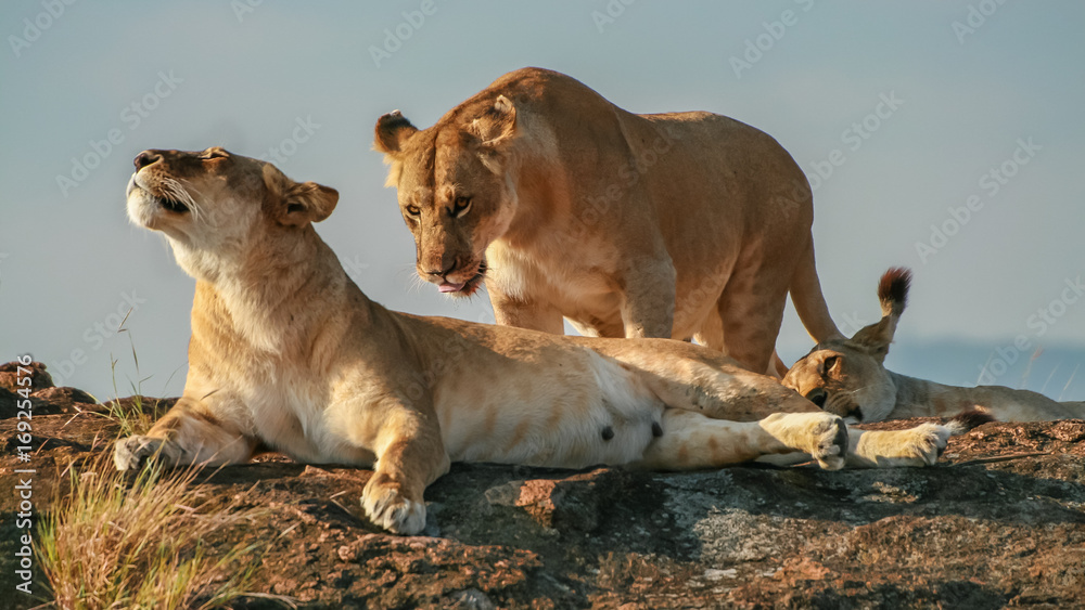 Naklejka premium Lioness troika