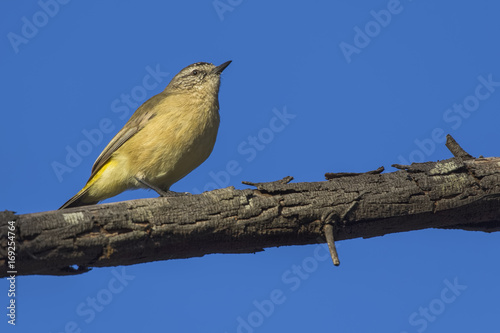 Yellow-rumped Thornbill (Acanthiza chrysorrhoa) photo