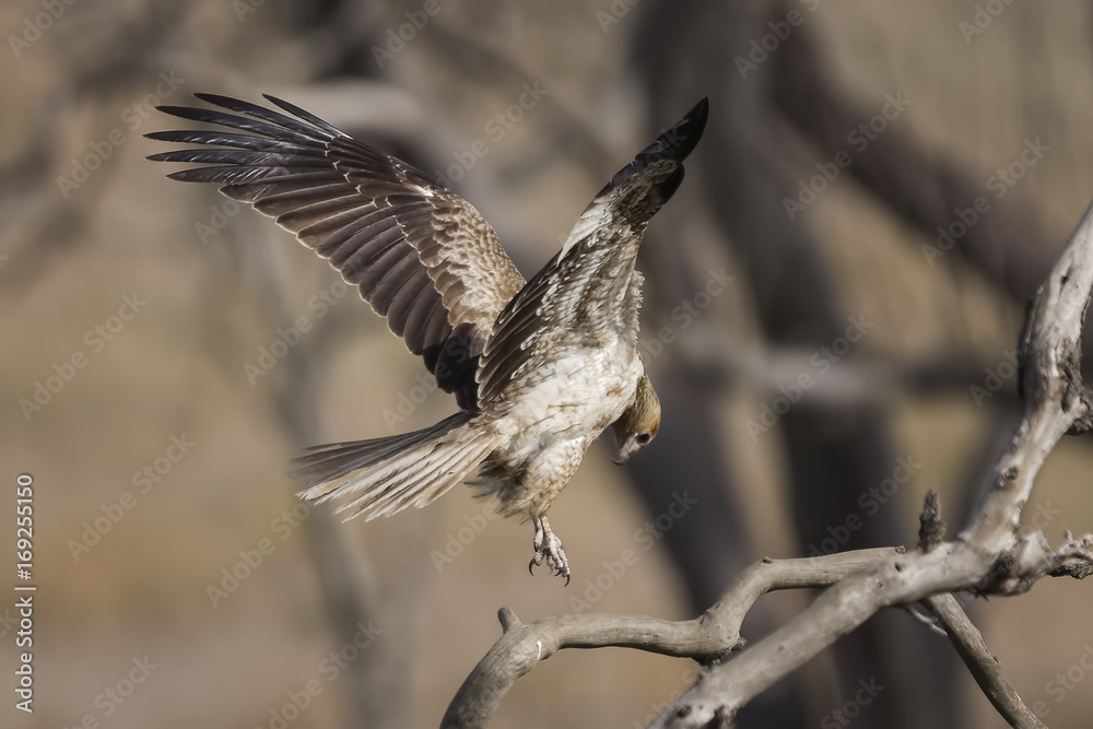 Fototapeta premium Whistling Kite (Haliastur sphenurus)